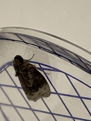 Apotomis betuletana