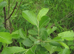 Salix pseudomedemii