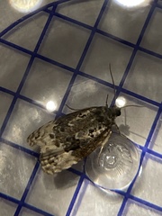 Apotomis betuletana