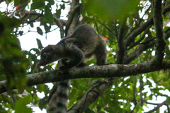 Bassariscus sumichrasti