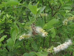 Salix pseudomedemii