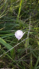 Calochortus umbellatus
