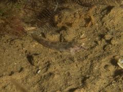 Caffrogobius nudiceps