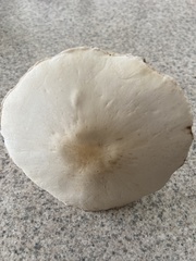 Leucoagaricus