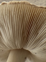 Leucoagaricus