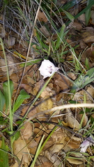 Calochortus umbellatus