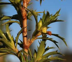 Cliffortia phillipsii