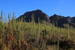 Cliffortia phillipsii