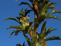 Cliffortia phillipsii