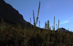 Cliffortia phillipsii