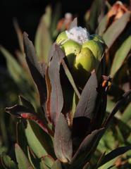 Protea coronata