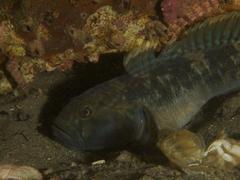 Caffrogobius nudiceps
