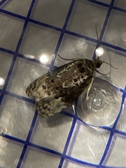 Apotomis betuletana