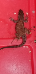 Leiocephalus carinatus