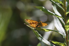 Boloria selene