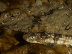 Haploblepharus pictus