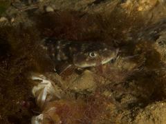 Haploblepharus pictus