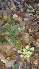 Lomatium dasycarpum