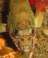 Acanthistius sebastoides