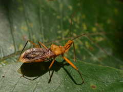 Ploeogaster