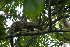 Bassariscus sumichrasti