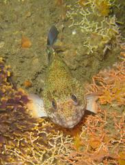 Acanthistius sebastoides