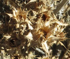 Berkheya onobromoides