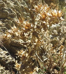 Berkheya onobromoides