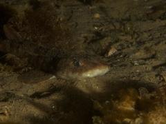 Haploblepharus pictus