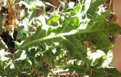 Berkheya onobromoides
