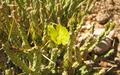 Cylindropuntia tesajo