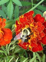 Bombus impatiens