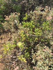 Delosperma crassum
