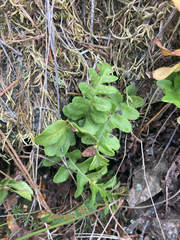 Polypodium hesperium