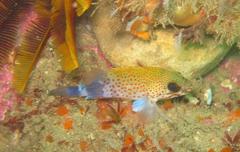 Acanthistius sebastoides