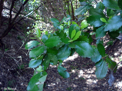 Lomatia dentata