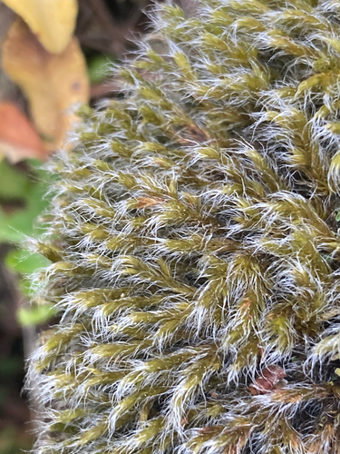 Racomitrium lanuginosum