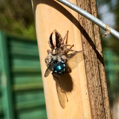 Megafreya sutrix