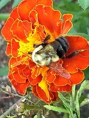 Bombus impatiens