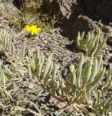 Crassothonna cacalioides