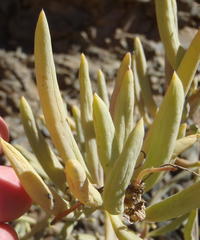 Crassothonna cacalioides