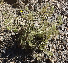 Crassothonna cacalioides