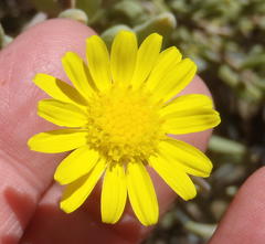 Crassothonna cacalioides