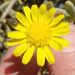 Crassothonna cacalioides