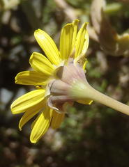Crassothonna cacalioides
