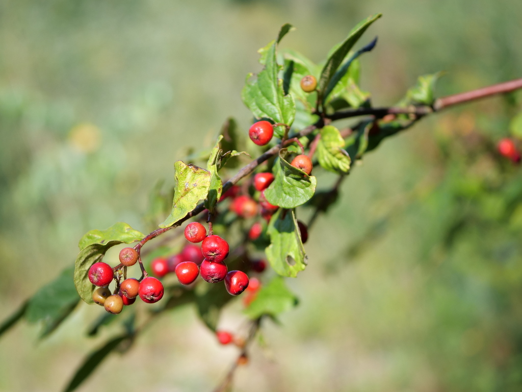 Cotoneaster bullatus — an easy houseplant, prefers full sun light