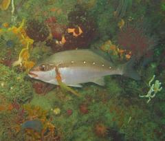 Chirodactylus brachydactylus