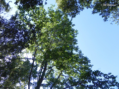 Nothofagus macrocarpa