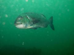 Sparodon durbanensis