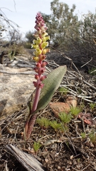 Lachenalia membranacea